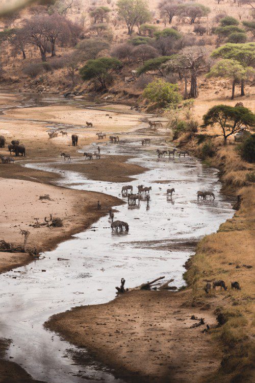 A herd of animals standing on top of a sandy beach.