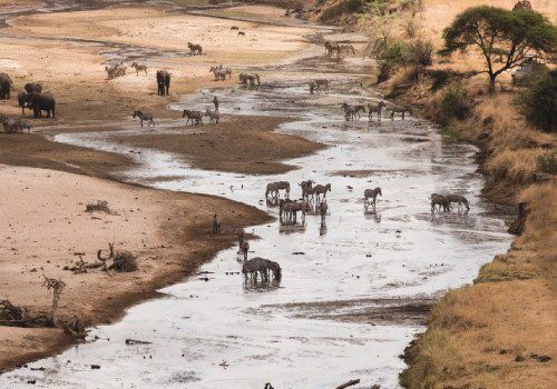 A herd of animals standing on top of a sandy beach.